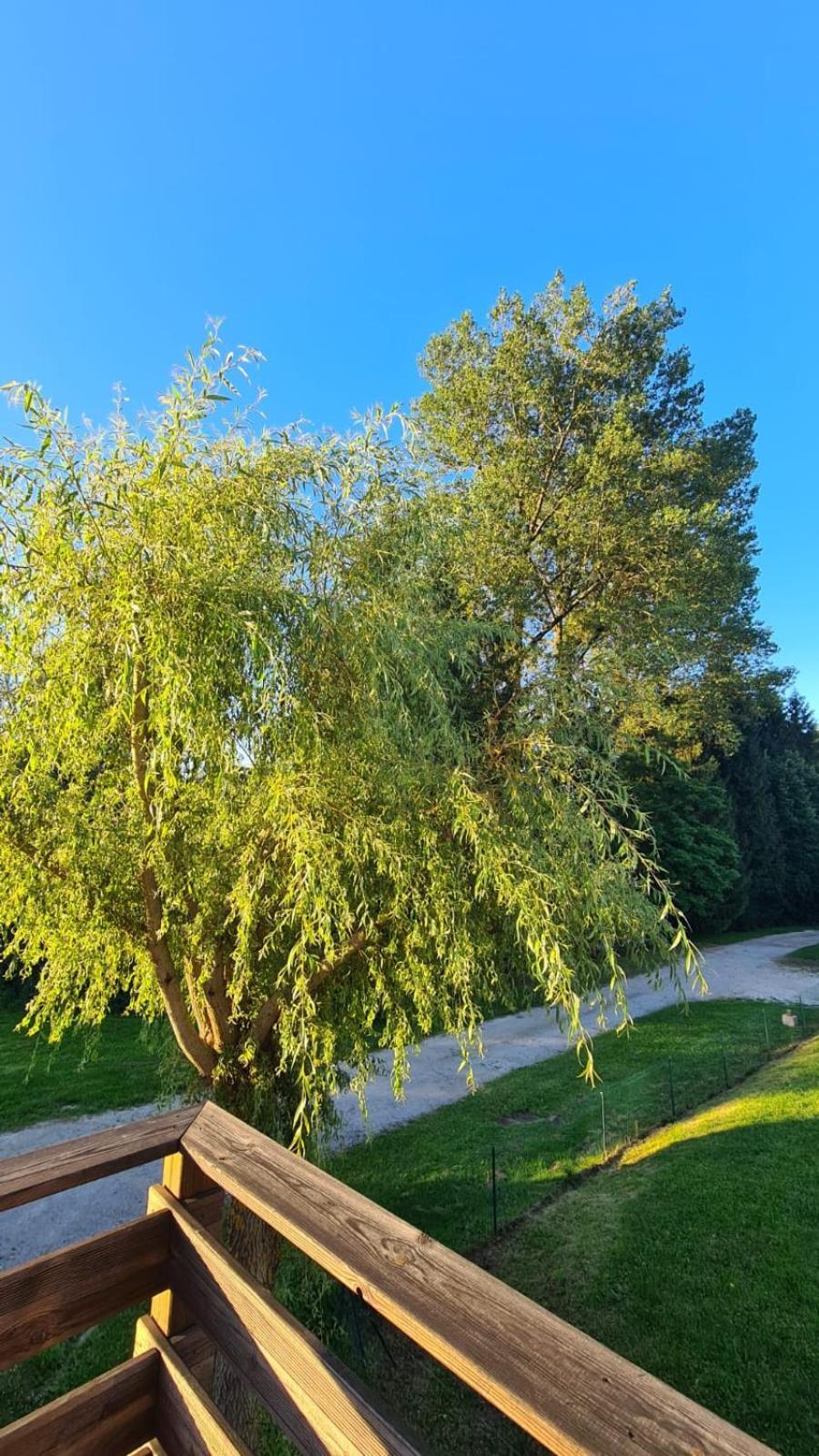 Sous Le Saule Apartamento Nods Exterior foto